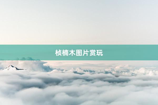 桢楠木图片赏玩